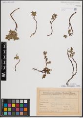 Foto von Salix eleagnos Scop.